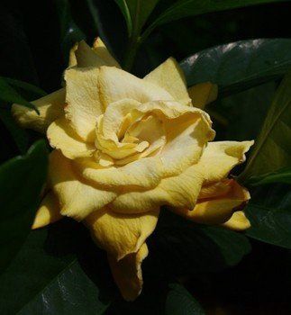 Gardenia Golden Magic - 2Ltr (25/40)