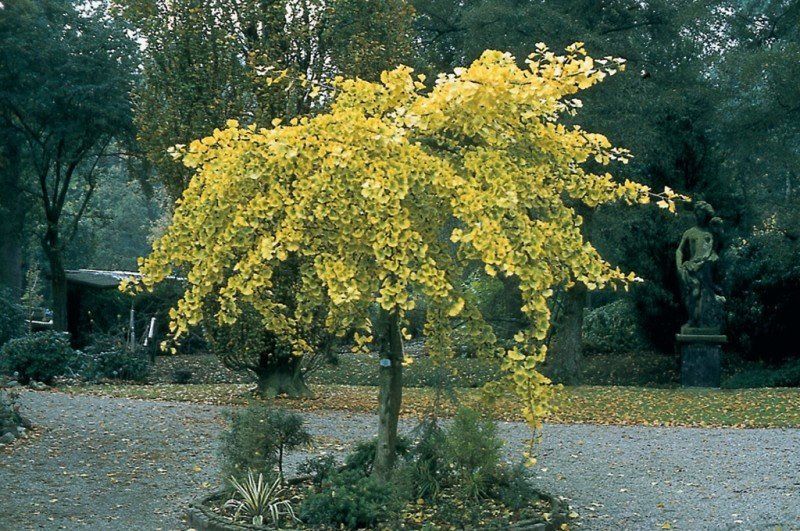 Gingko Pendula, Weeping Maidenhair - Pb28
