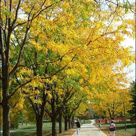 Gleditsia Inermis, Honey Locust - Pb18/Pb28 (1.8-3m)