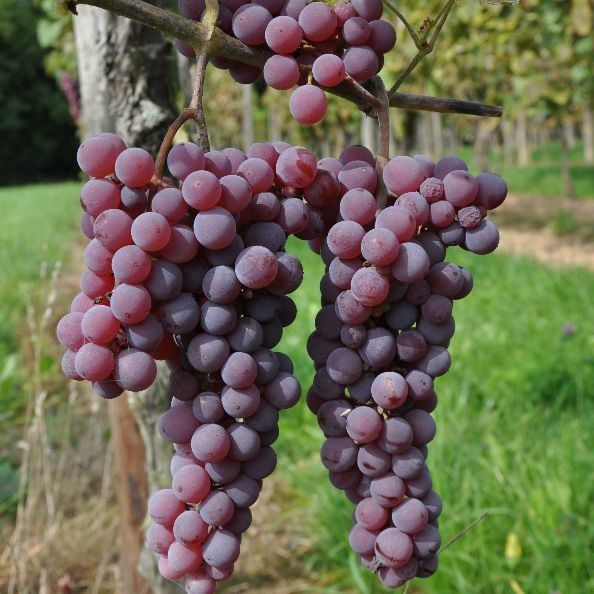 Grape Canadice, seedless - Pb5