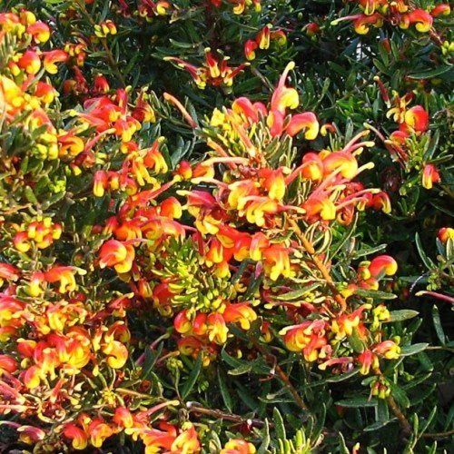Grevillea Firecracker - Pb6.5