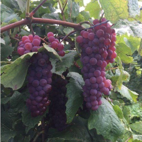 Grape Pirabello - Pb6.5