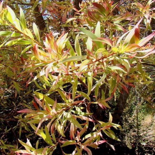 Hakea s. Gold Medal - 2.4Ltr