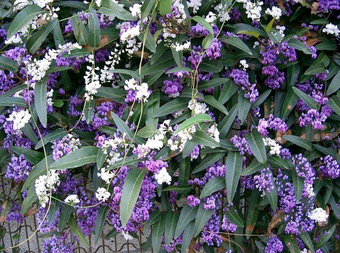 Hardenbergia violacea, Happy Wanderer - Pb6.5