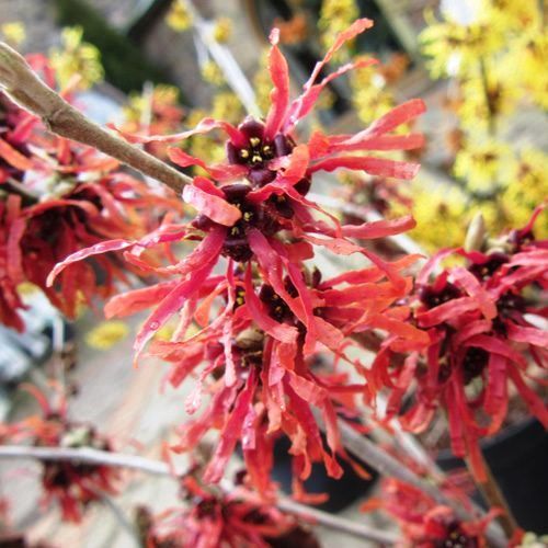 Hamamelis x Diane - pb18/28 (80/100)