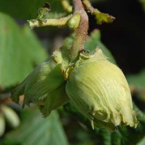 Hazelnut Butler - Pb18