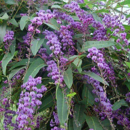 Hardenbergia violacea Purple Spray - 1.5Ltr