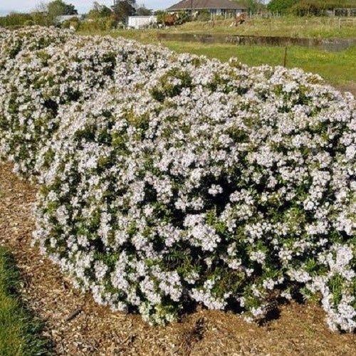 Hebe Otari Delight - Pb5