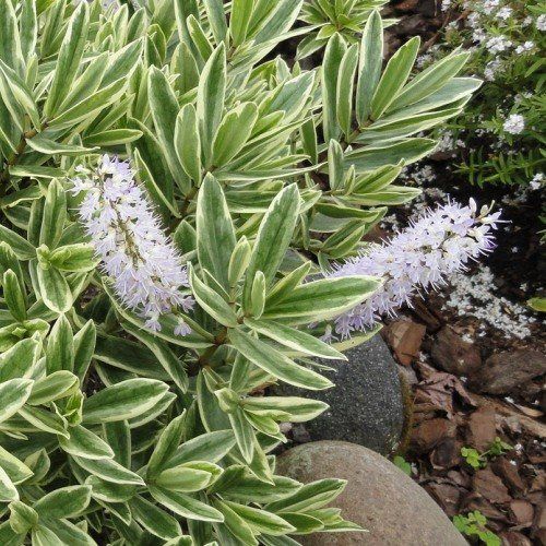 Hebe Sunstreak - Pb6.5