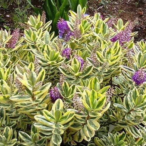 Hebe Waireka - 2.5Ltr