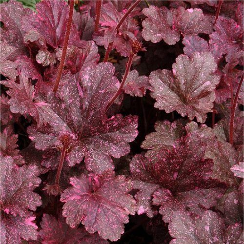 Heuchera Midnight Rose - 2Ltr