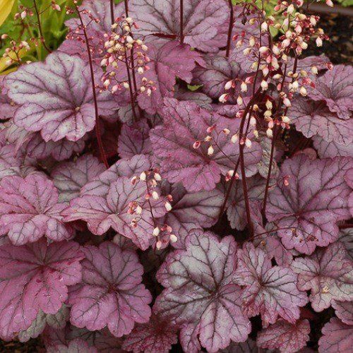 Heuchera Sugar Plum - 2Ltr