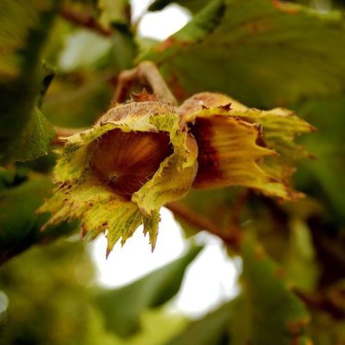 Hazelnut Tonda di Giffoni - Pb12