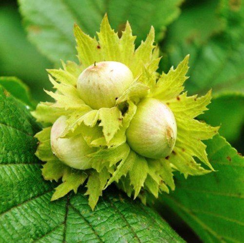 Hazelnut Tonda Romano - Pb18