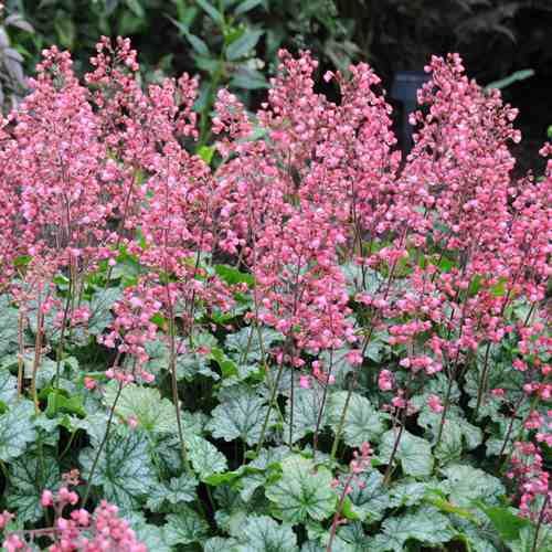Heuchera Paris - 2Ltr