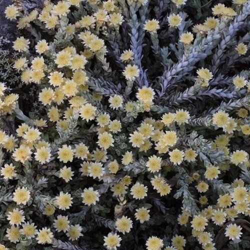 Helichrysum Graeme Patterson - 1.7Ltr