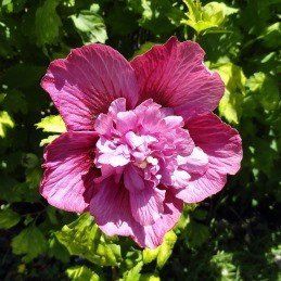 Hibiscus Collie Mullen&#39;s - Pb6.5