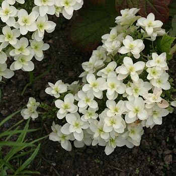 Hydrangea Snowflake - Pb6.5 (20/45)