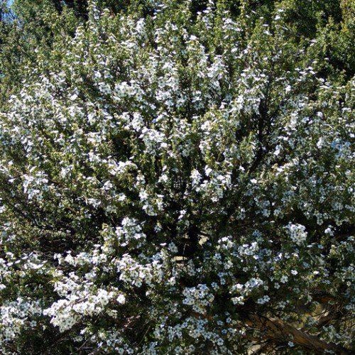 Leptospermum scoparium, Manuka - 1.7Ltr/Pb6.5