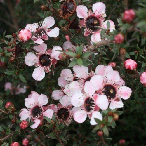 Leptospermum Tui, Manuka - 2.5Ltr