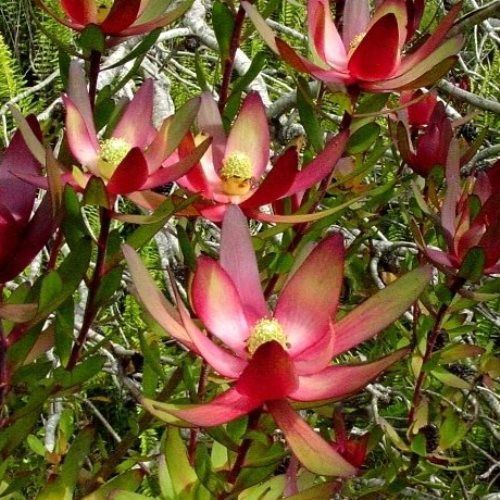 Leucadendron Safari Sunset - Pot