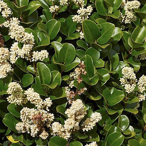 Ligustrum japonicum Rotundifolium - 1.5/2.5L (20/40)
