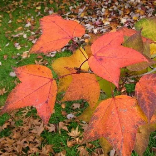 Liquidambar Monticola, Beautiful Sweetgum - Pb40