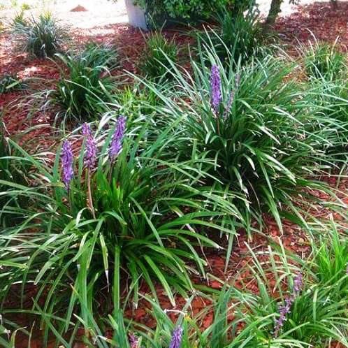 Liriope muscari, Lilyturf - Pb3
