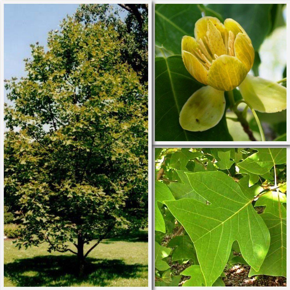 Liriodendron chinense, Chinese Tulip Tree - Pb12 (180/250)