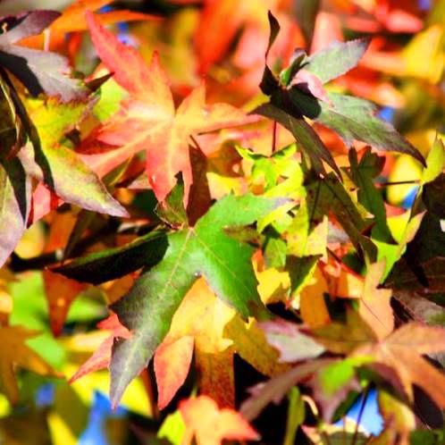 Liquidambar Worplesdon, Sweetgum - Pb60