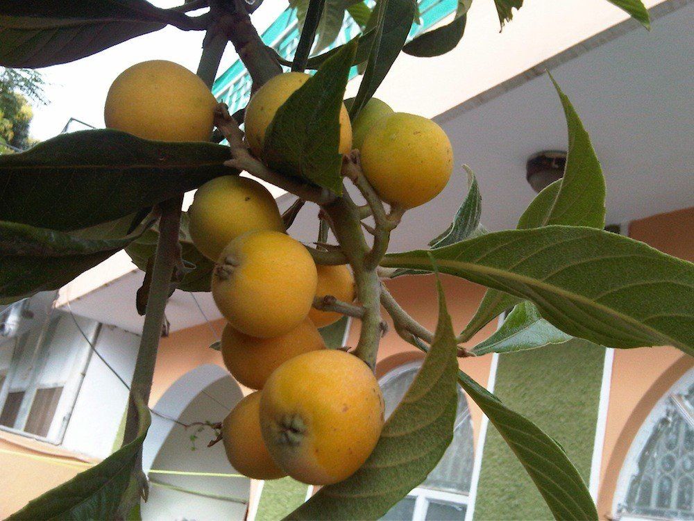 Loquat Mogi - Pb10/Pb12