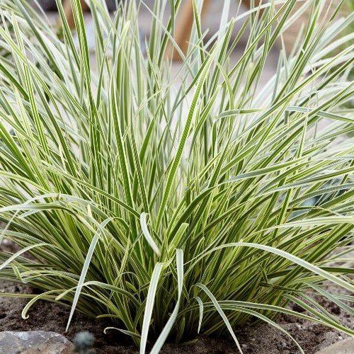 Lomandra l. White Sands - 1.9Ltr/2.5Ltr (20/40)