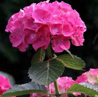 Hydrangea Masja - Pot