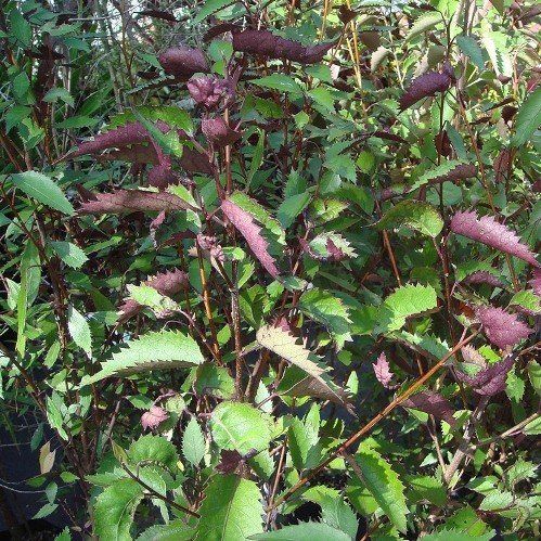 Hoheria p. Purpurea, Purple Lacebark - Pb5