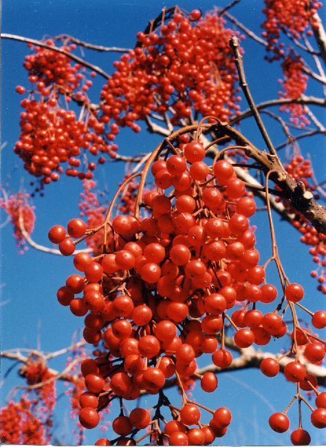 Idesia polycarpa, Wonder Tree - Pb95