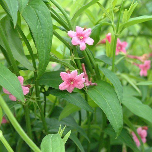 Jasminum  beesianum - Pb6.5