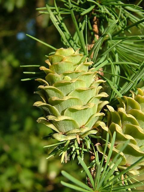 Larix decidua, European Larch - Pb6.5