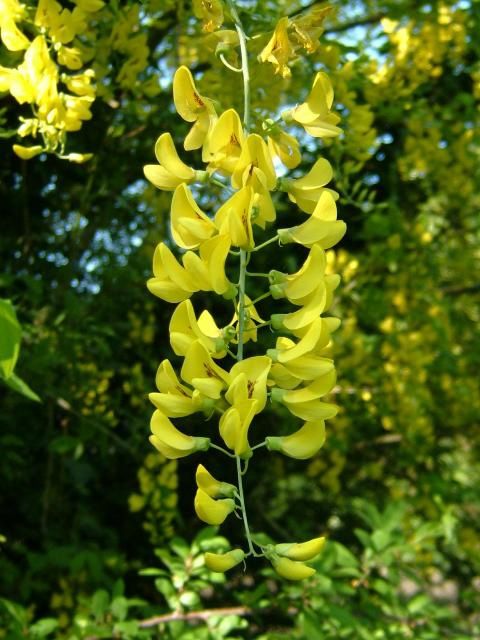 Laburnum anagyroides, Golden Chain Tree - Pb6.5