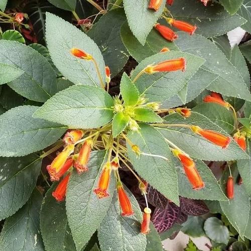 Kohleria eriantha - Pb6.5