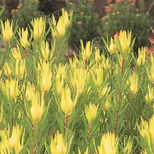 Leucadendron Inca Gold - Pb6.5 (40/50)