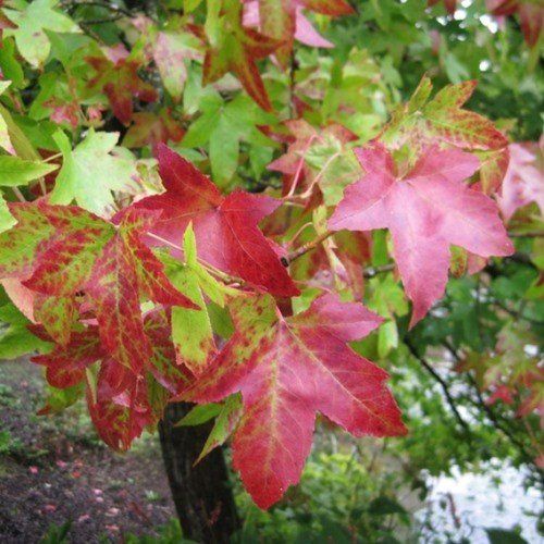 Liquidambar Palo Alto, Sweetgum - 45Ltr