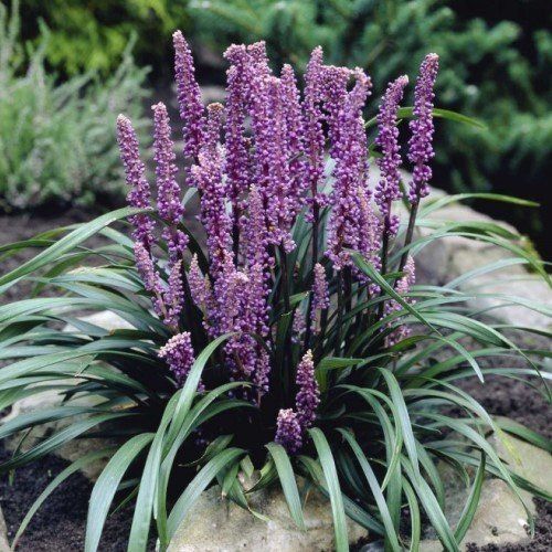 Liriope m. Royal Purple - 1.5Ltr/2Ltr (10/20)