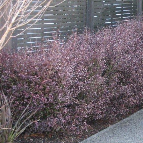 Lophomyrtus Black Beauty - Pot