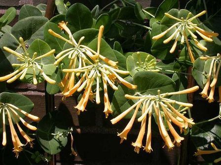 Lonicera s. Sulphurea. Honeysuckle - Pb6.5
