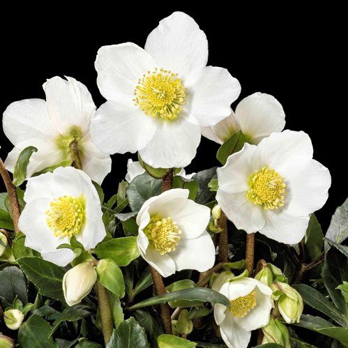 Helleborus Jacobs Classic - 2.5Ltr
