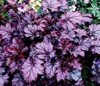 Heuchera Amethyst Myst - 2.5Ltr