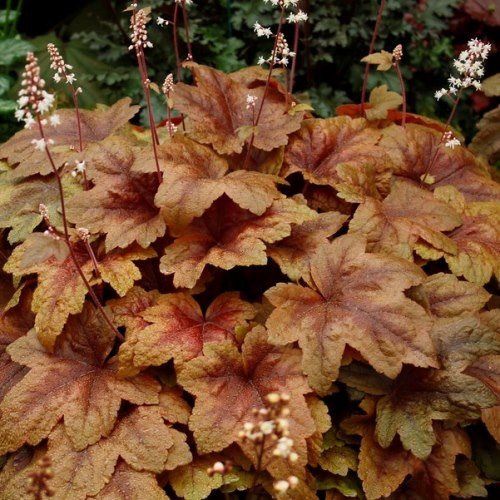 Heucherella Brass Lantern - 2Ltr
