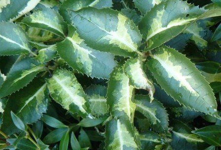 Hoheria p. Variegata, Lacebark - Pb18