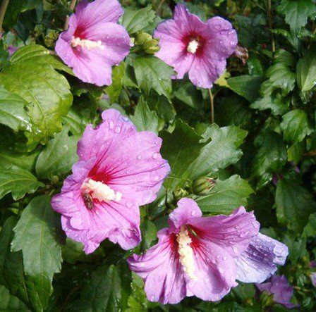 Hibiscus syriacus (mixed colours) - Pb5 (30/100)