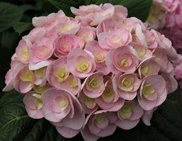Hydrangea Love - Pb6.5